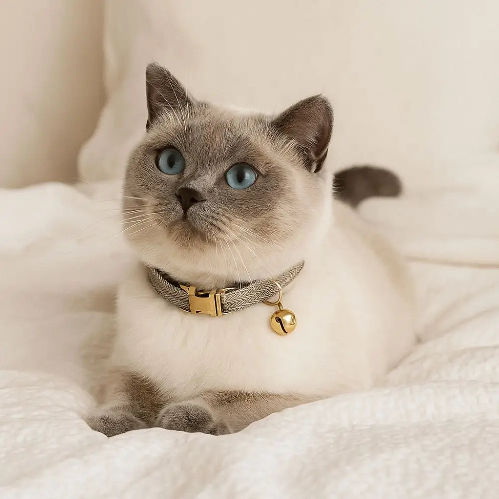 Coleira de gato ajustável prática com sino fivela de metal cor sólida colar de gato personalizado coleira de cachorro de estimação show de animais de estimação