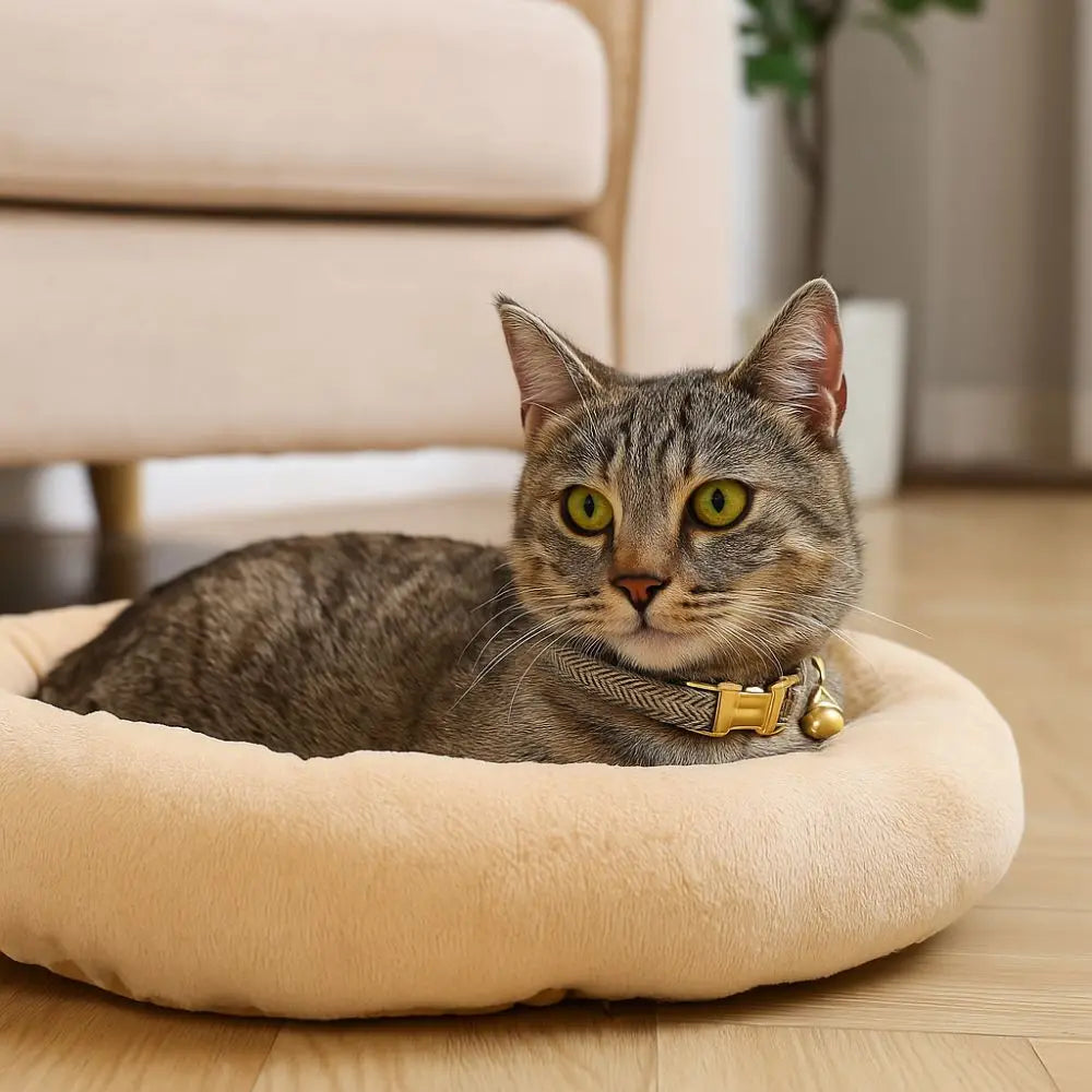 Coleira de gato ajustável prática com sino fivela de metal cor sólida colar de gato personalizado coleira de cachorro de estimação show de animais de estimação