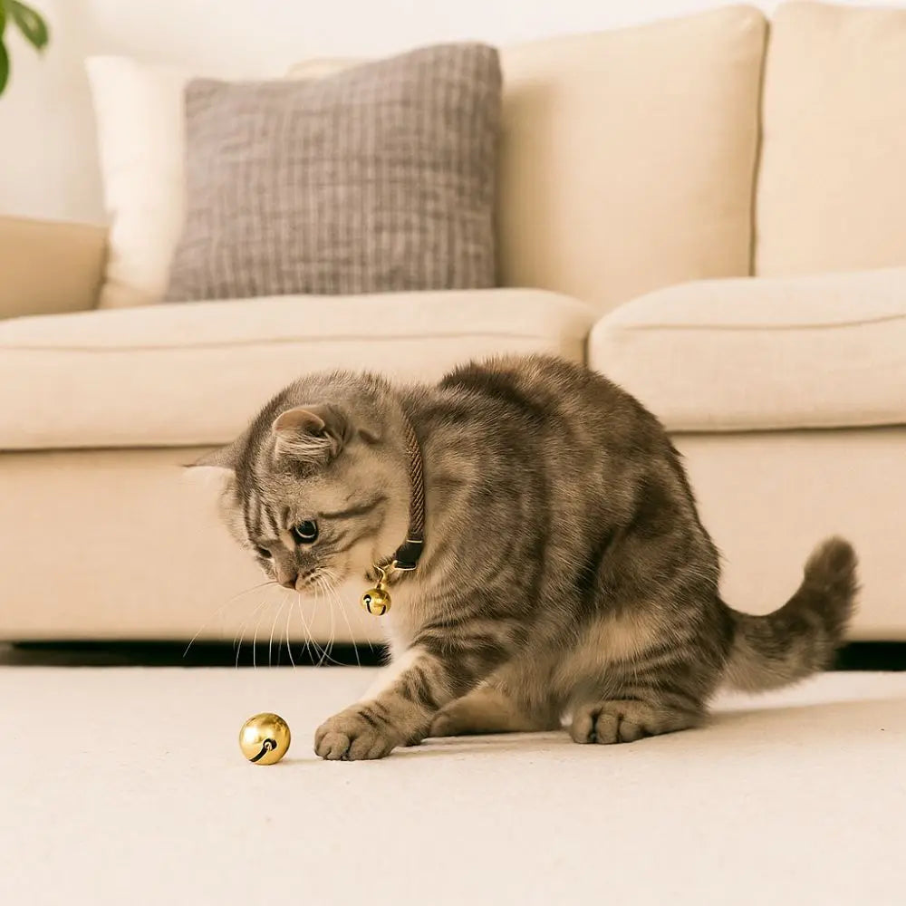 Coleira de gato ajustável prática com sino fivela de metal cor sólida colar de gato personalizado coleira de cachorro de estimação show de animais de estimação